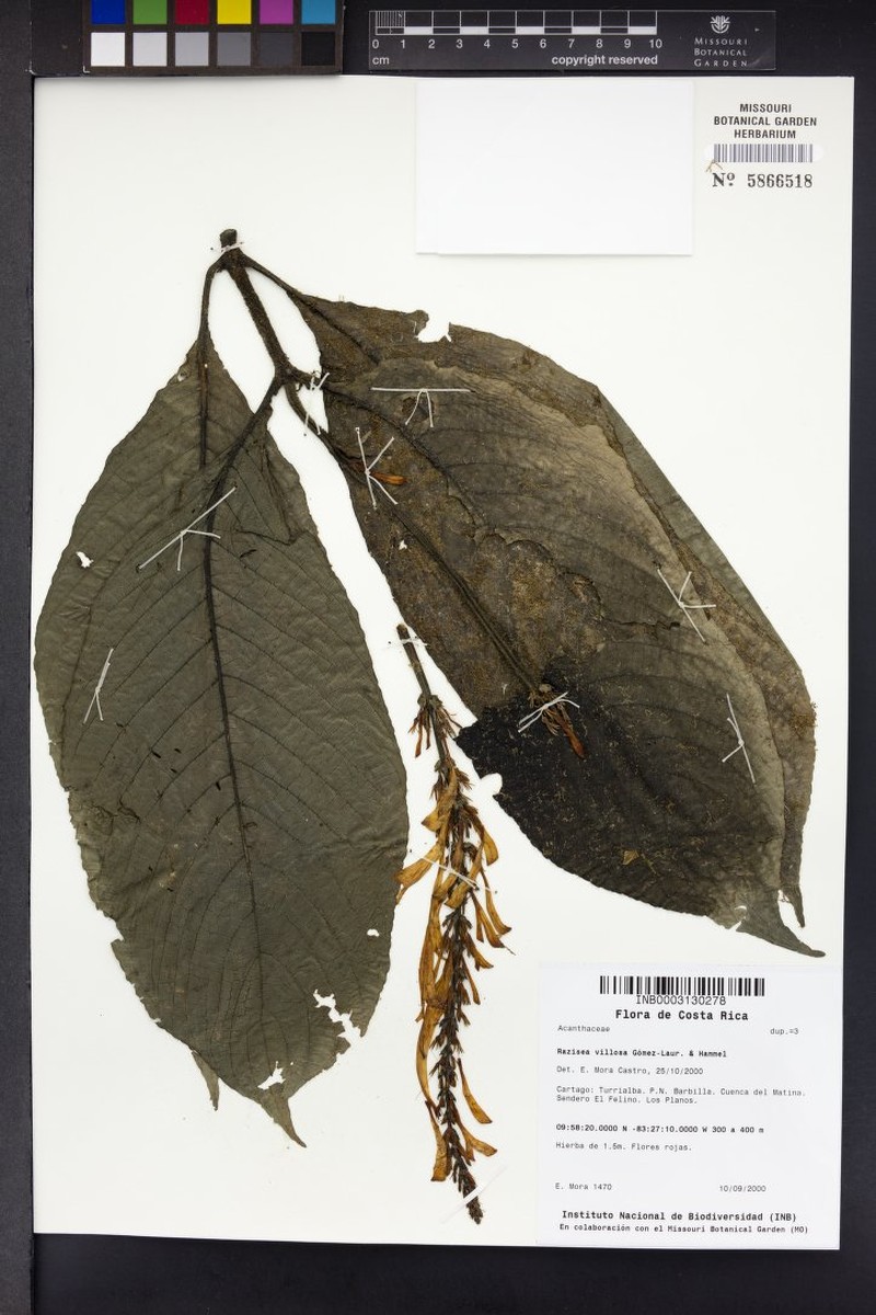 Stenostephanus villosus photo 2