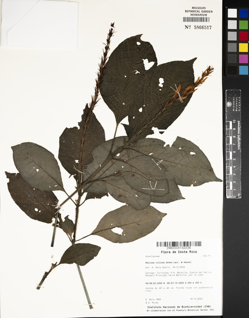 Stenostephanus villosus photo 3