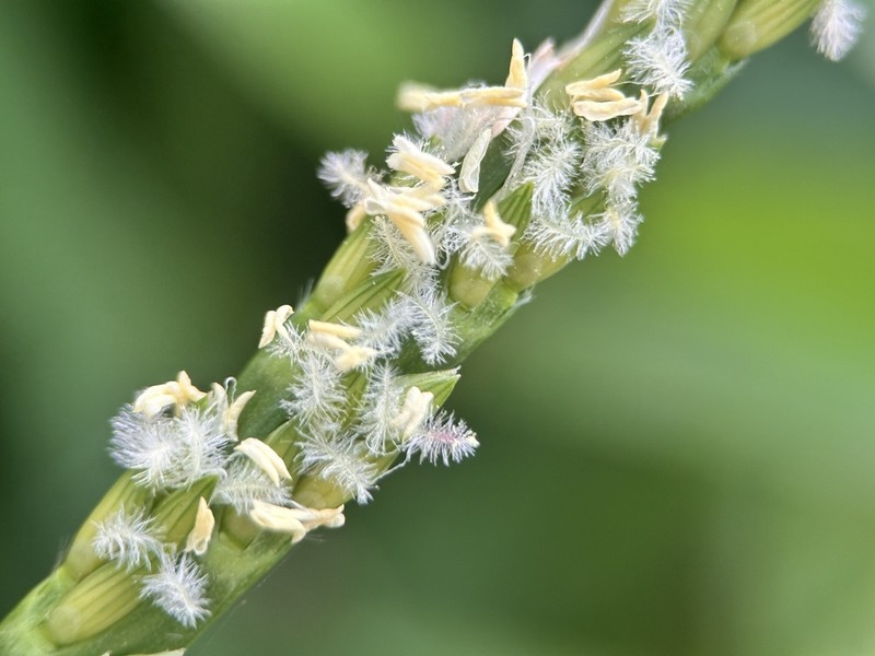 St. Augustine Grass photo 3