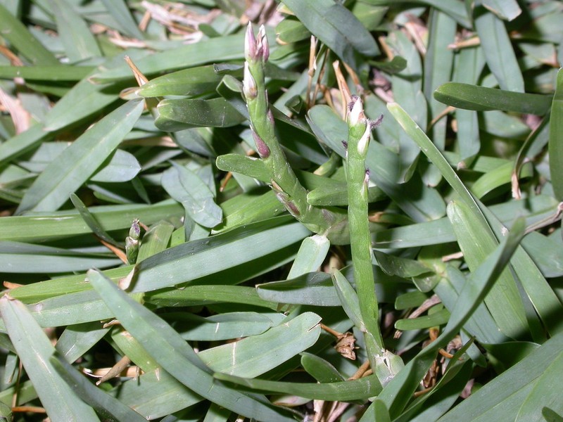 St. Augustine Grass photo 5