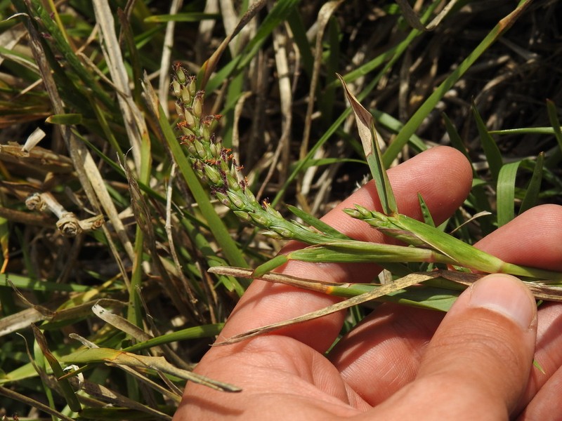 St. Augustine Grass photo 6