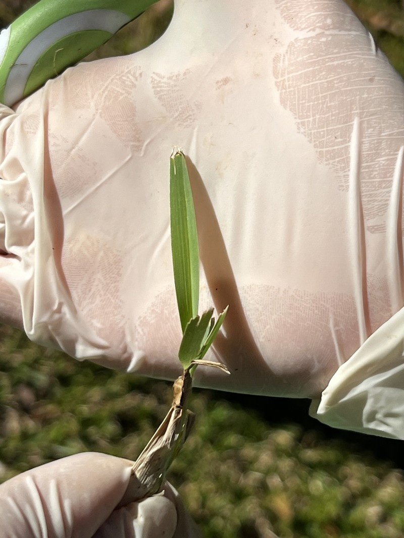 St. Augustine Grass photo 7