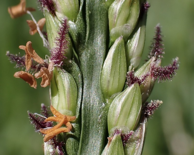 St. Augustine Grass photo 8