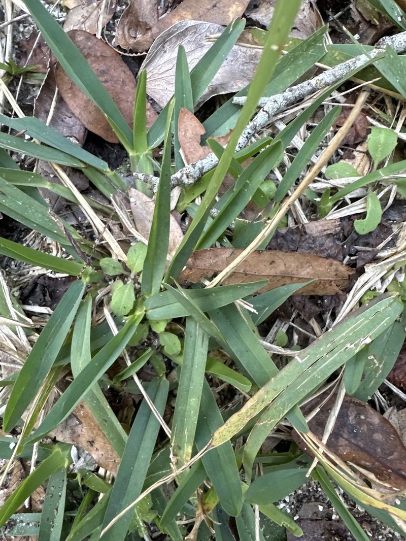 St. Augustine Grass photo 9