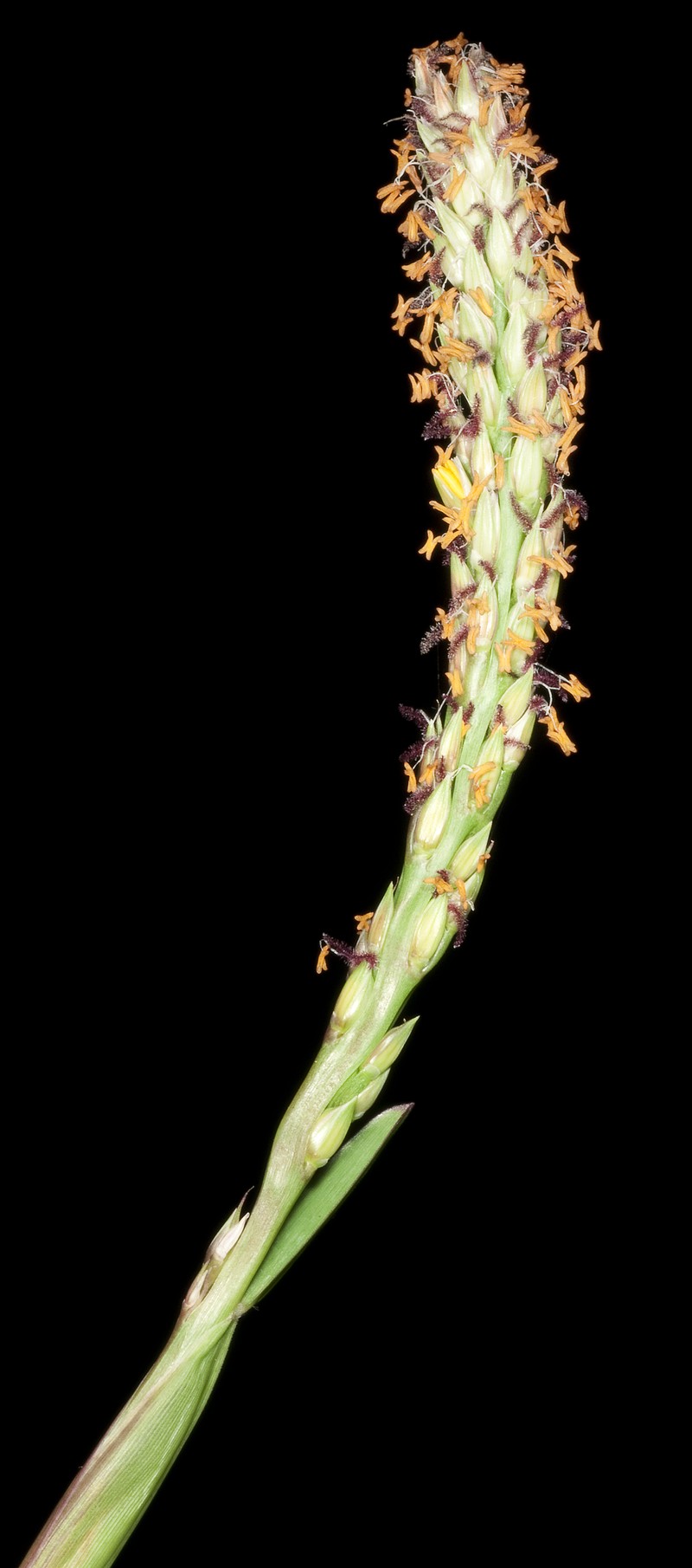 St. Augustine Grass photo 2