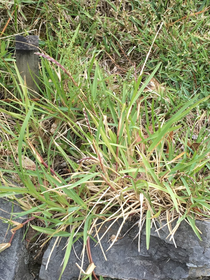St. Augustine Grass photo 3