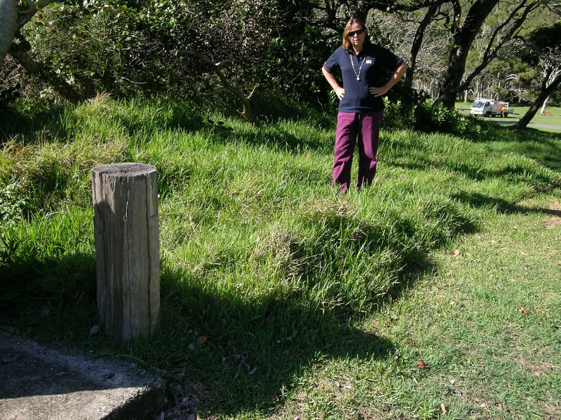 St. Augustine Grass photo 4