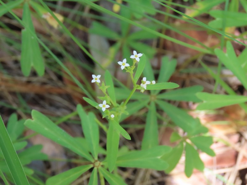 Greene's Starviolet