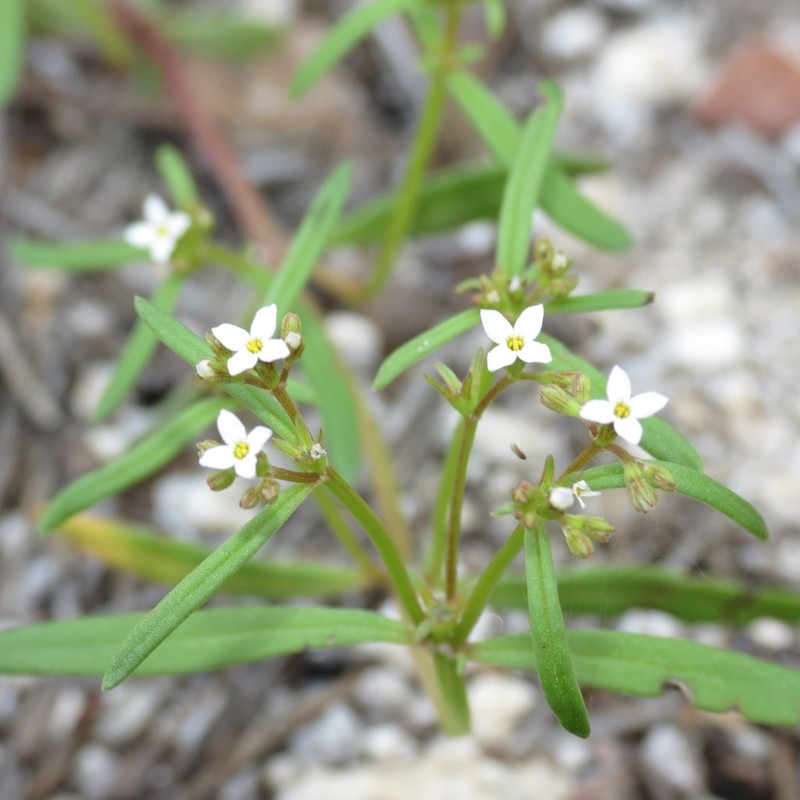 Greene's Starviolet photo 2