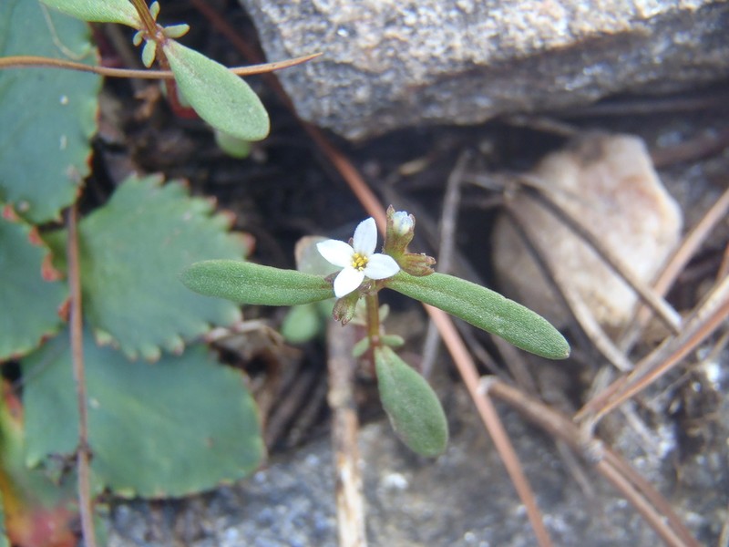 Greene's Starviolet photo 3