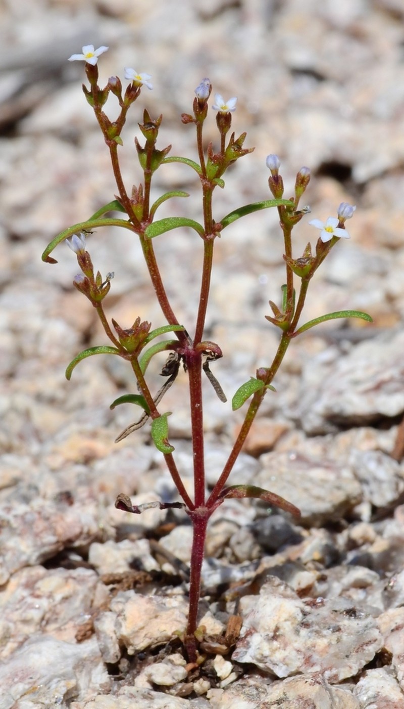 Greene's Starviolet photo 4