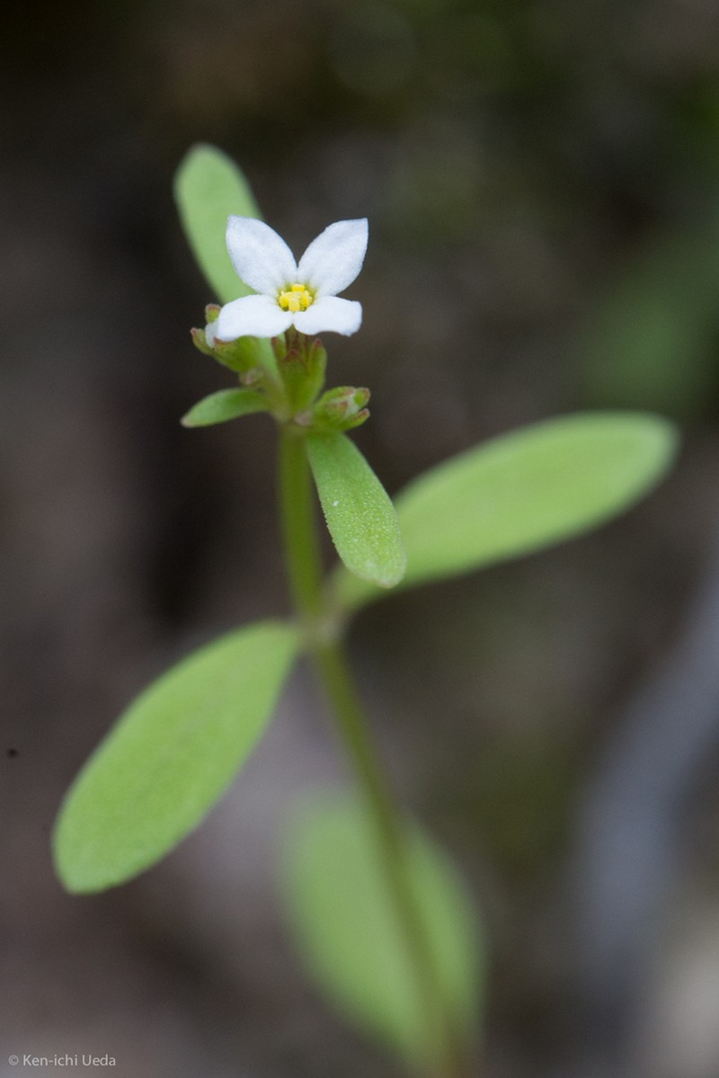 Greene's Starviolet photo 6