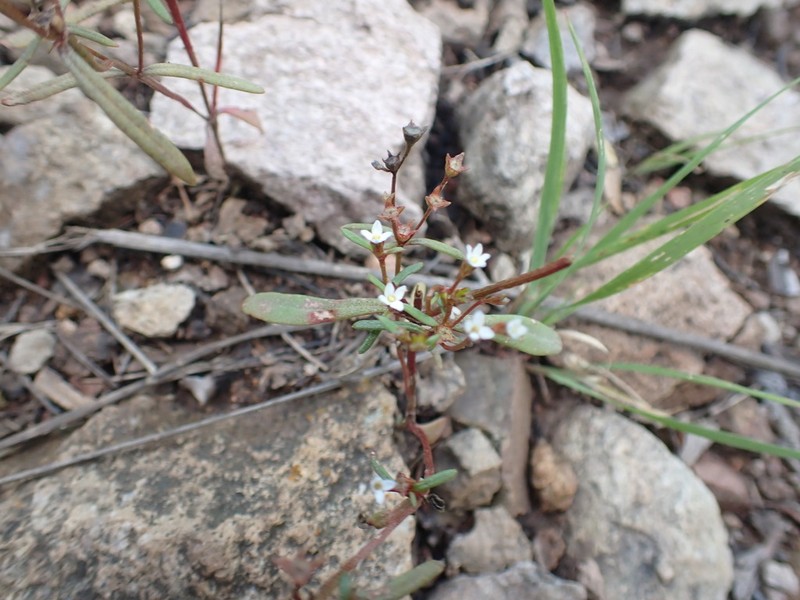 Greene's Starviolet photo 7