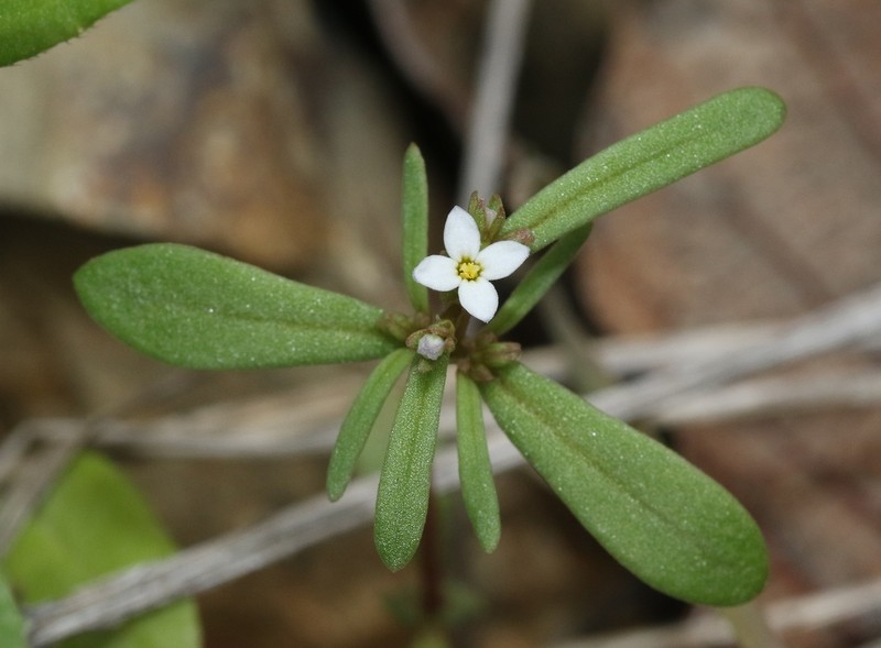 Greene's Starviolet photo 8