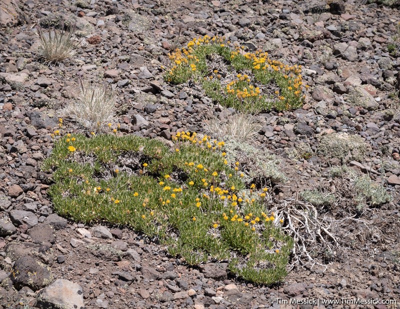 Stemless Mock Goldenweed photo 2
