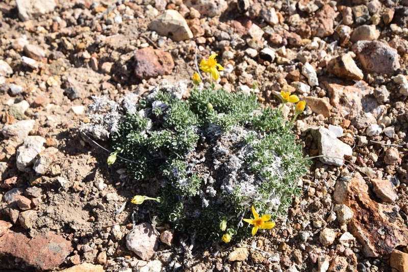 Stemless Mock Goldenweed photo 3