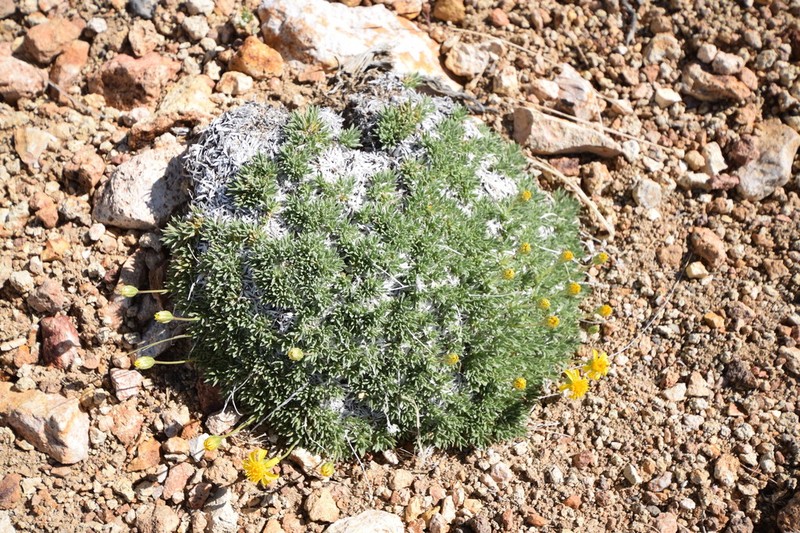 Stemless Mock Goldenweed photo 4
