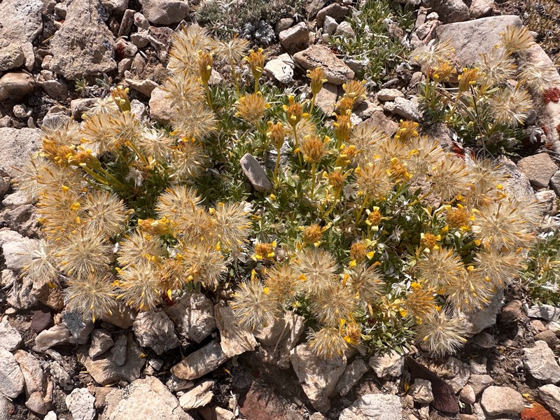 Stemless Mock Goldenweed photo 5
