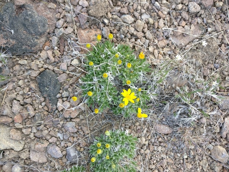 Stemless Mock Goldenweed photo 6