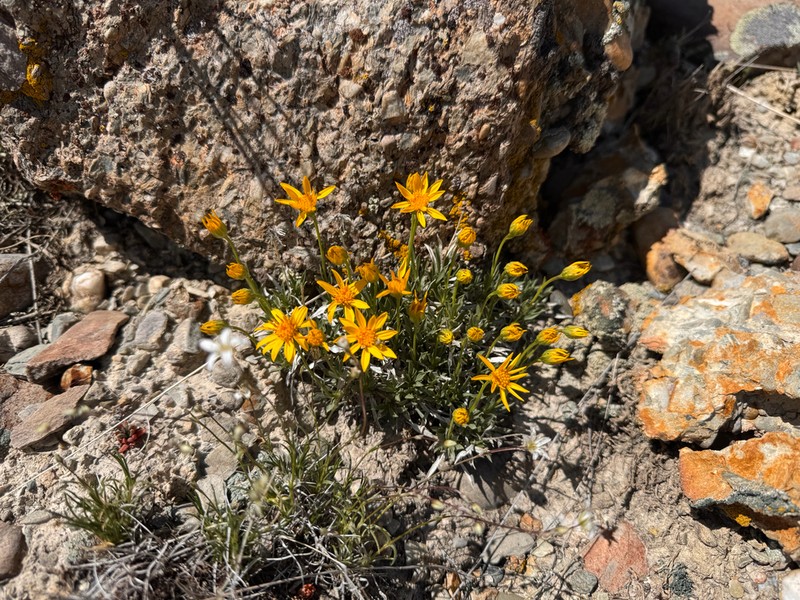 Stemless Mock Goldenweed photo 7