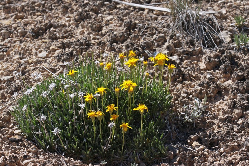 Stemless Mock Goldenweed photo 2