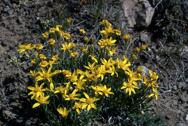 Stemless Mock Goldenweed