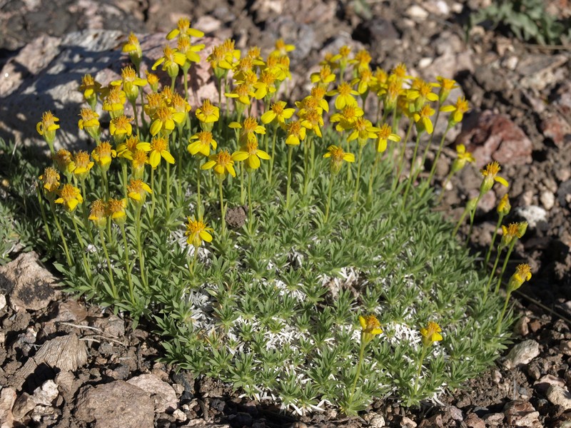 Stemless Mock Goldenweed photo 4