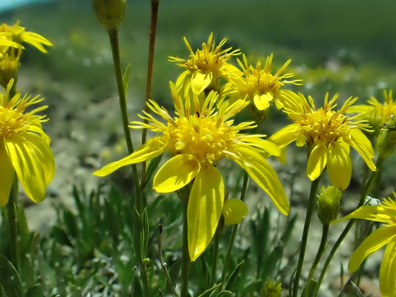 Stemless Mock Goldenweed photo 5