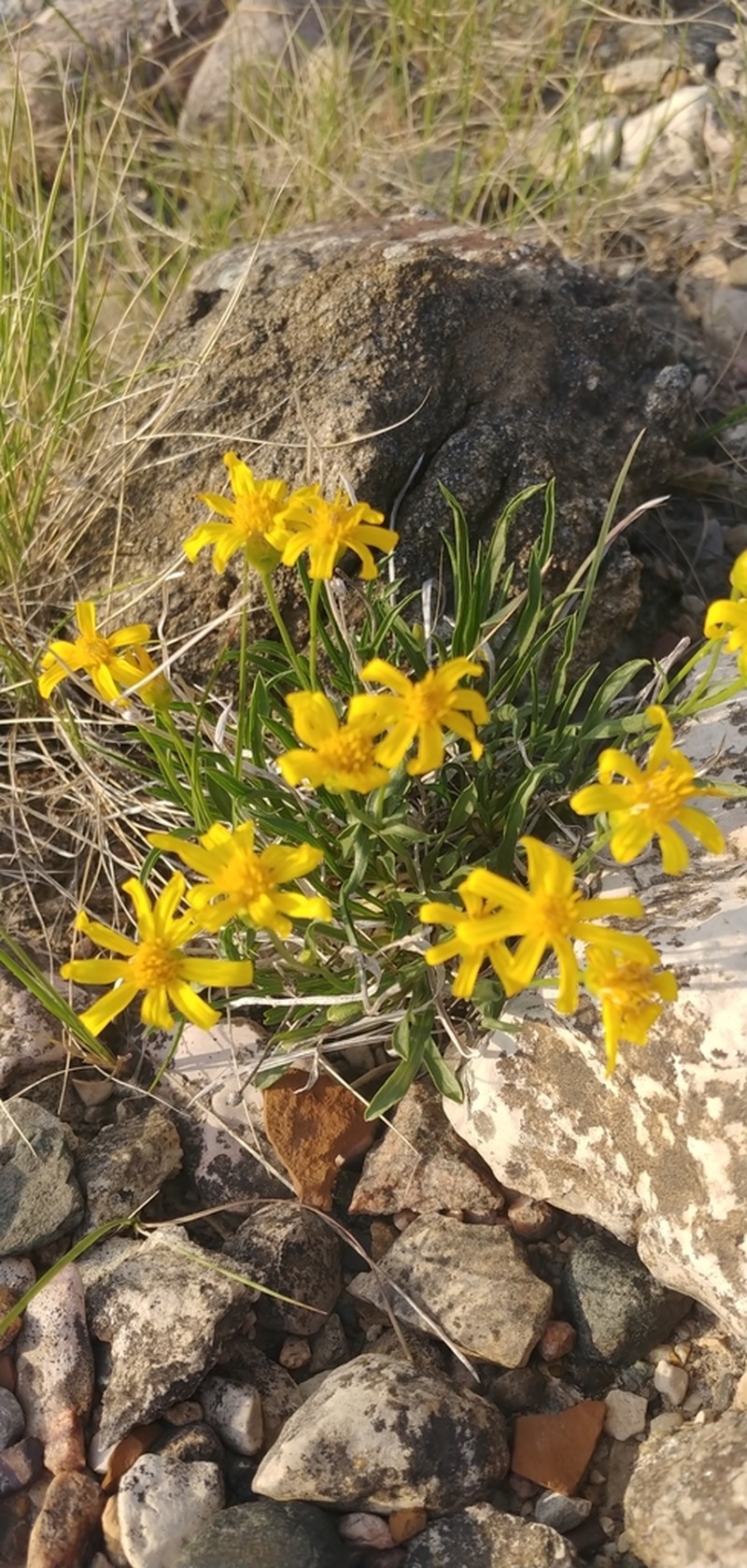 Thrift Mock Goldenweed photo 2