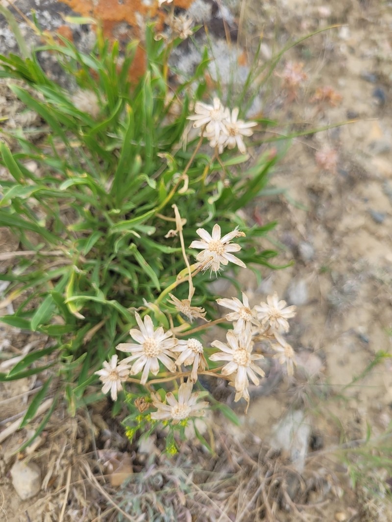 Thrift Mock Goldenweed photo 3