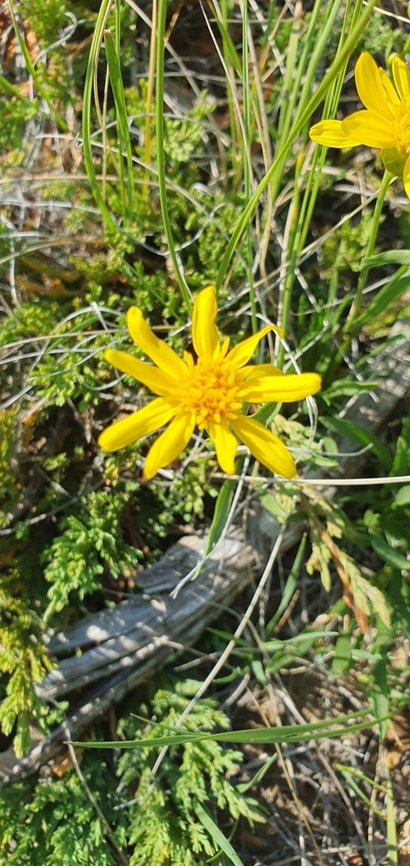 Thrift Mock Goldenweed photo 4