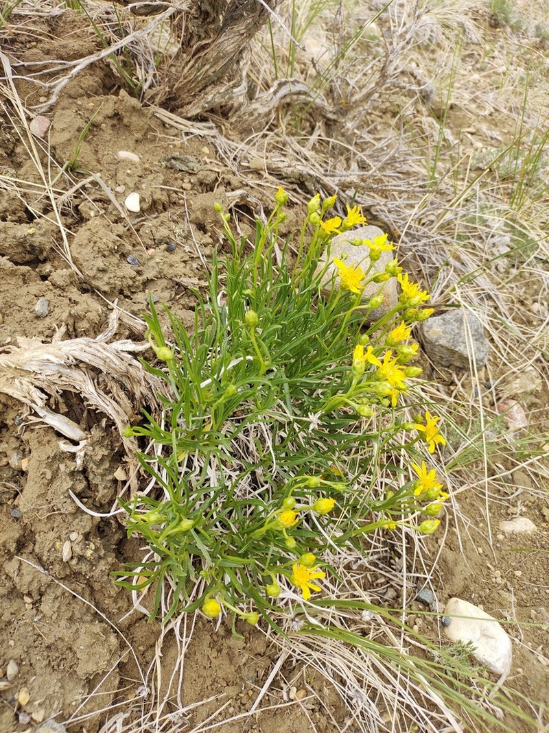 Thrift Mock Goldenweed photo 6