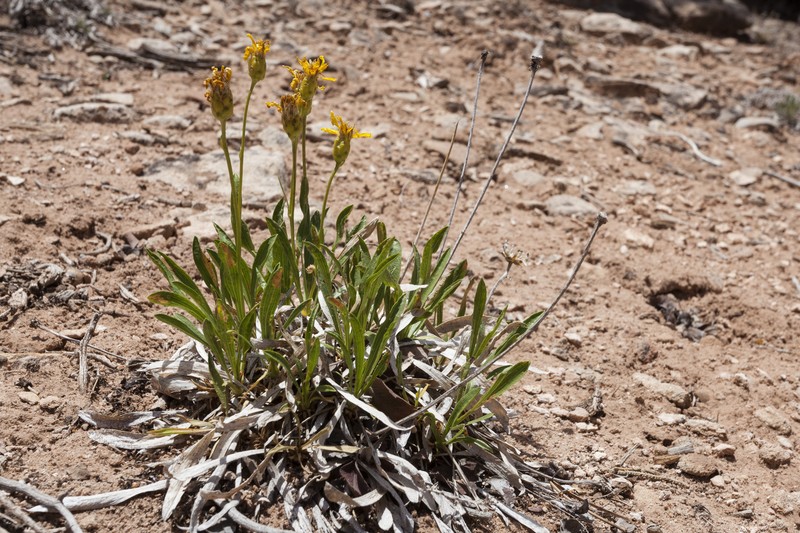 Thrift Mock Goldenweed