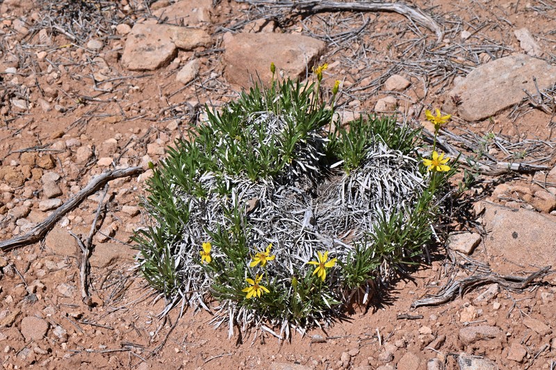 Stenotus armerioides var. armerioides