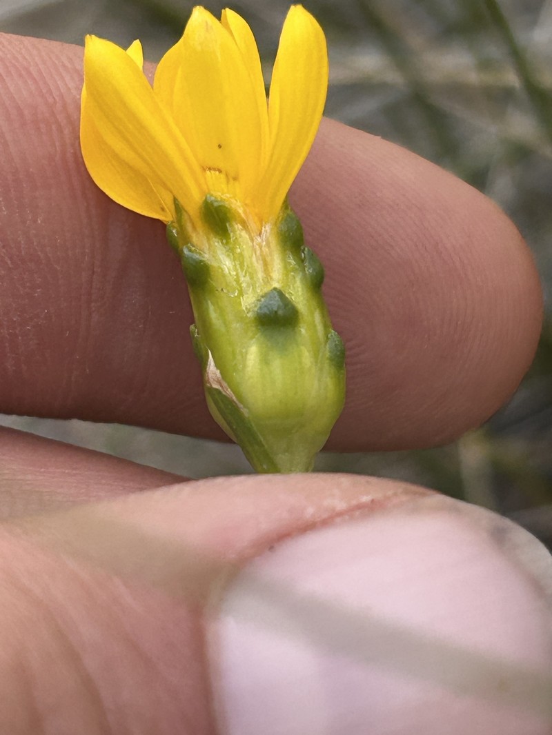 Stenotus armerioides var. armerioides photo 2