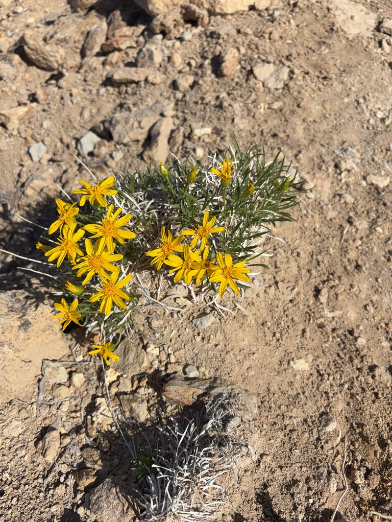 Stenotus armerioides var. armerioides photo 3