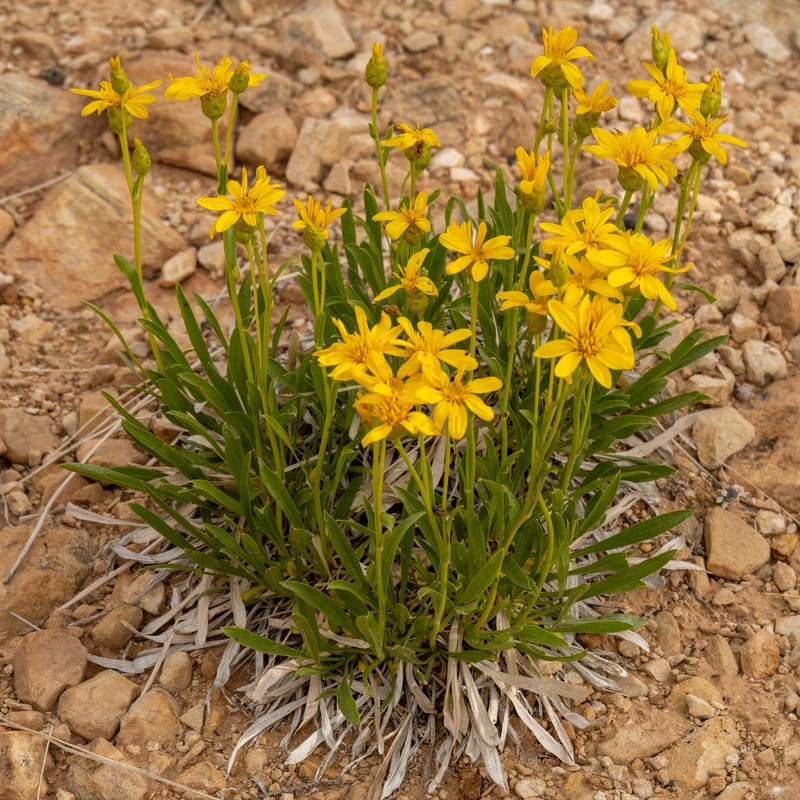 Stenotus armerioides var. armerioides photo 4