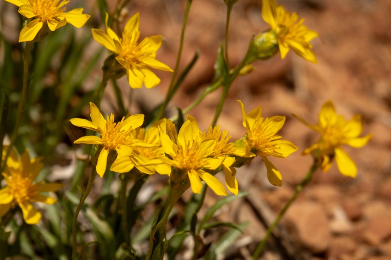 Stenotus armerioides var. armerioides photo 5