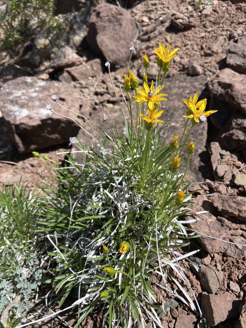 Stenotus armerioides var. armerioides photo 6
