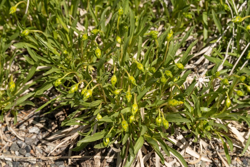 Stenotus armerioides var. armerioides photo 7