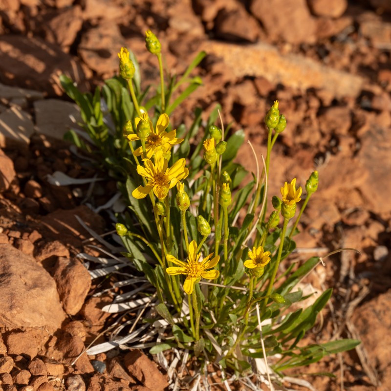 Stenotus armerioides var. armerioides photo 8