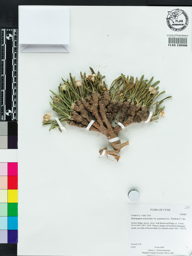 Stenotus armerioides var. gramineus