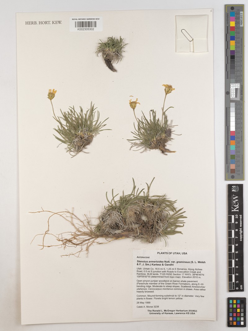 Stenotus armerioides var. gramineus photo 2