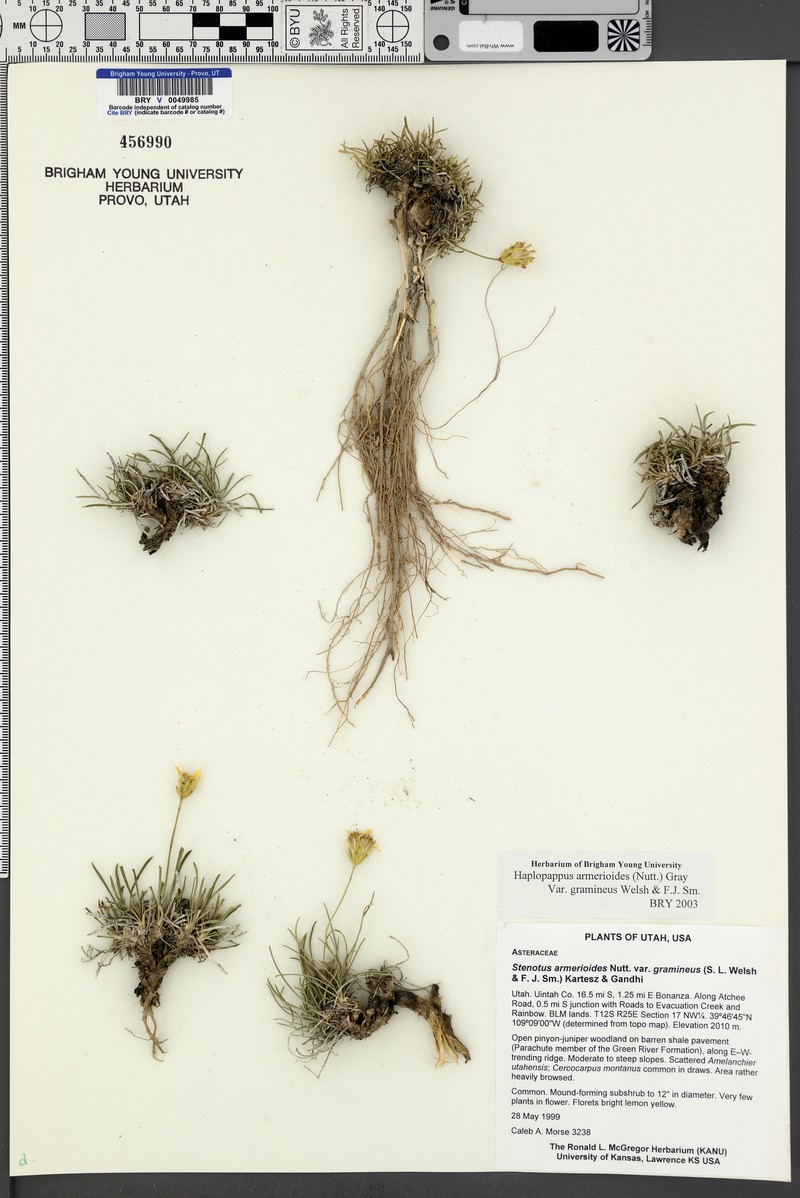 Stenotus armerioides var. gramineus photo 3