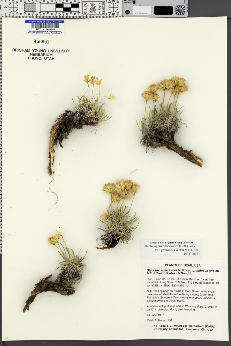 Stenotus armerioides var. gramineus photo 4
