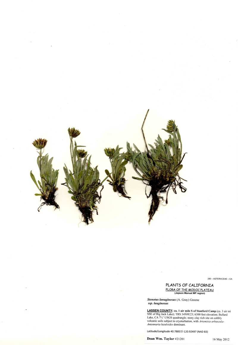 Woolly Mock Goldenweed photo 3