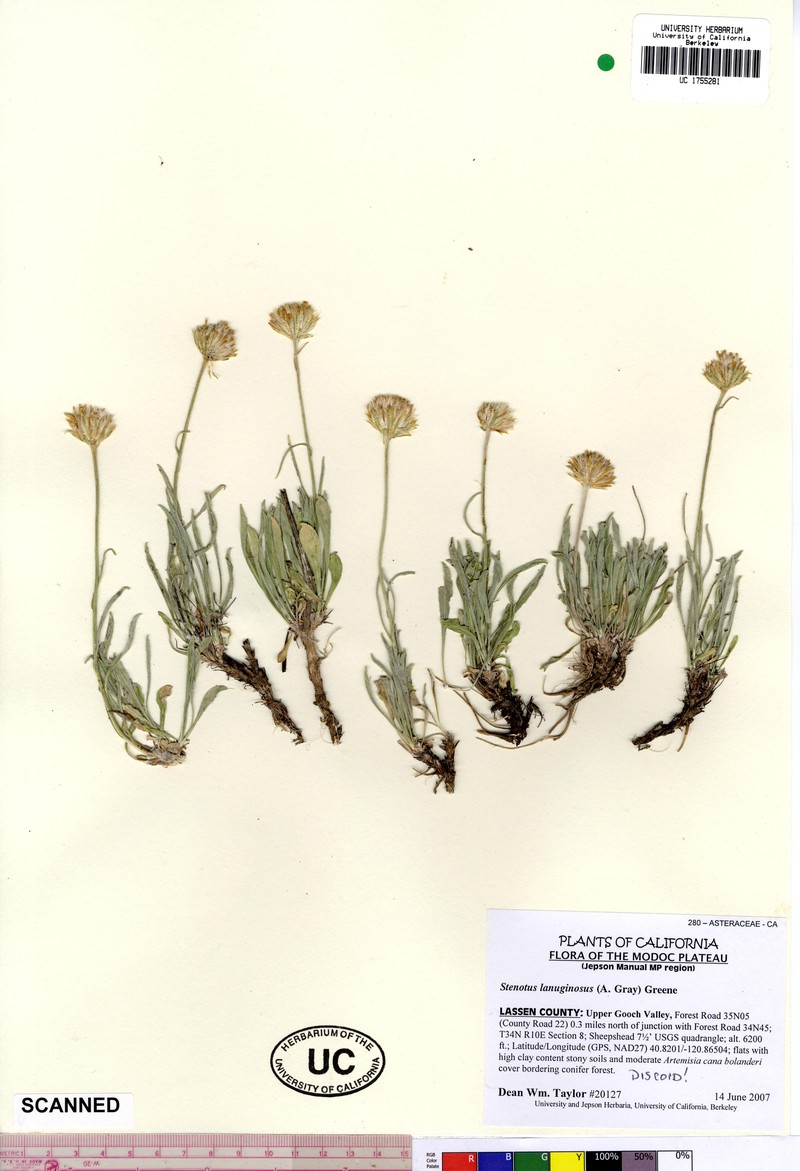 Woolly Mock Goldenweed photo 4