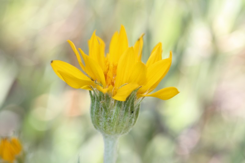 Woolly Mock Goldenweed photo 2