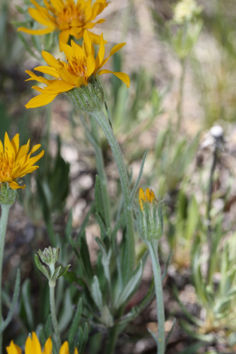 Woolly Mock Goldenweed