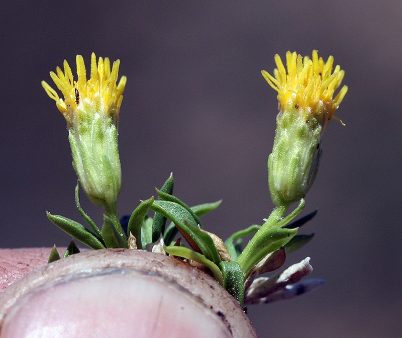 Stenotus pulvinatus